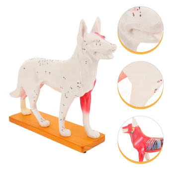 Câinele Acupoint Model Canin Corpului Acupunctura Student Instrumente De Formare Pro Majore De Animale Din Pvc Medicina Chineză Copil